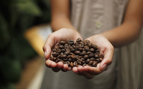 Kahve çekirdeği türleri ve özellikleri hakkında faydalı bilgiler Ofix Blog'da...