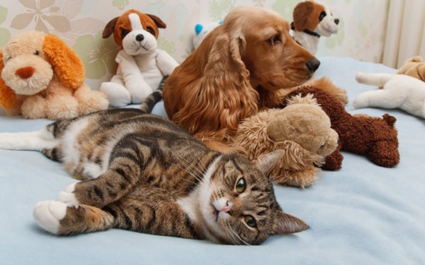 Evcil hayvan bakımı ve beslenmesiyle ilgili merak ettiğiniz konular Ofix Blog'da...