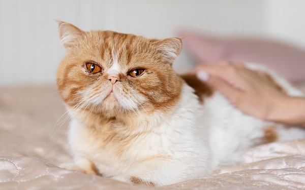 Kedi alerjisi hakkında faydalı bilgiler Ofix Blog'da...