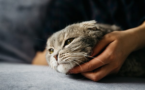 Kedi alerjisi hakkında faydalı bilgiler Ofix Blog'da...