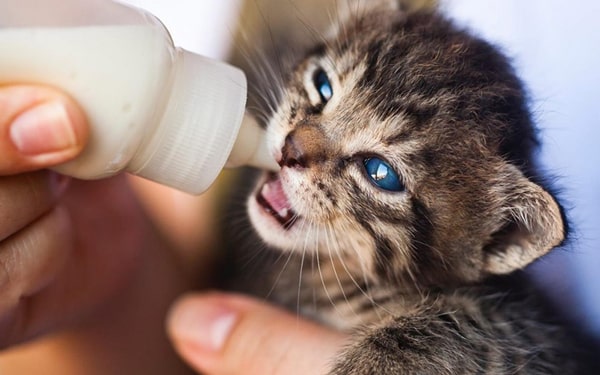 Kediye süt verilir mi diye merak ediyorsanız Ofix Blog'u ziyaret edebilirsiniz...