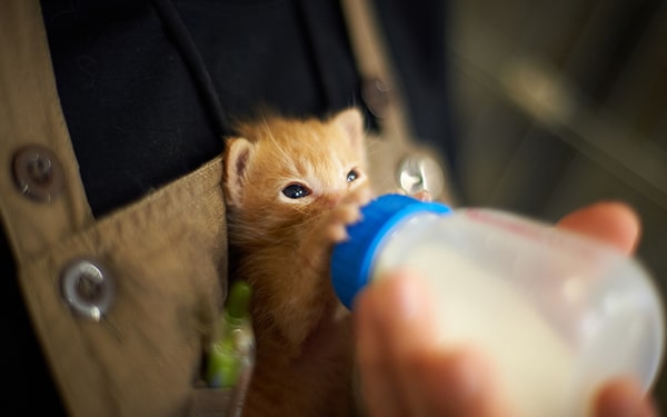 Kediye süt verilir mi diye merak ediyorsanız Ofix Blog'u ziyaret edebilirsiniz...