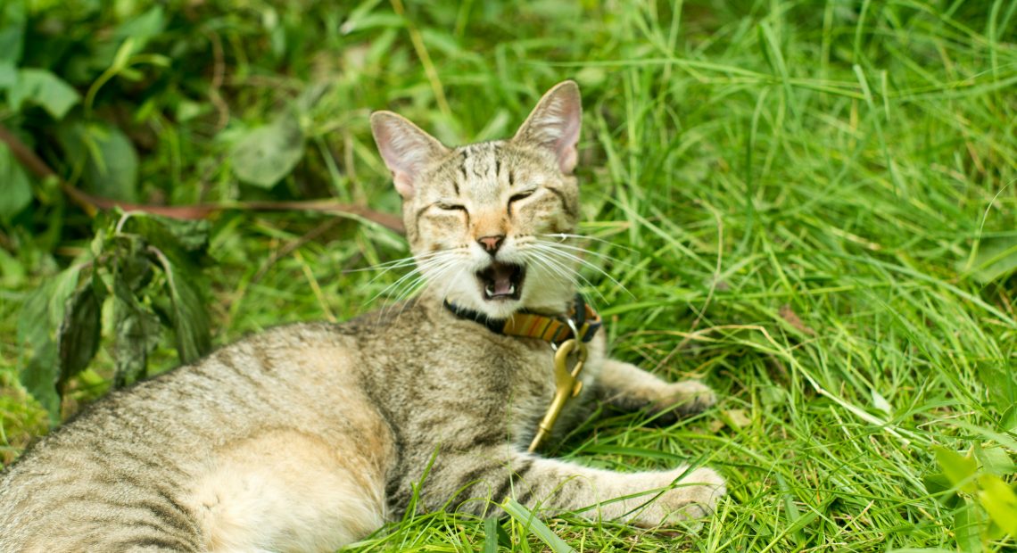 Bir kedi çimenlerin arasında esniyor