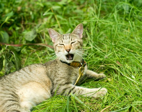Bir kedi çimenlerin arasında esniyor