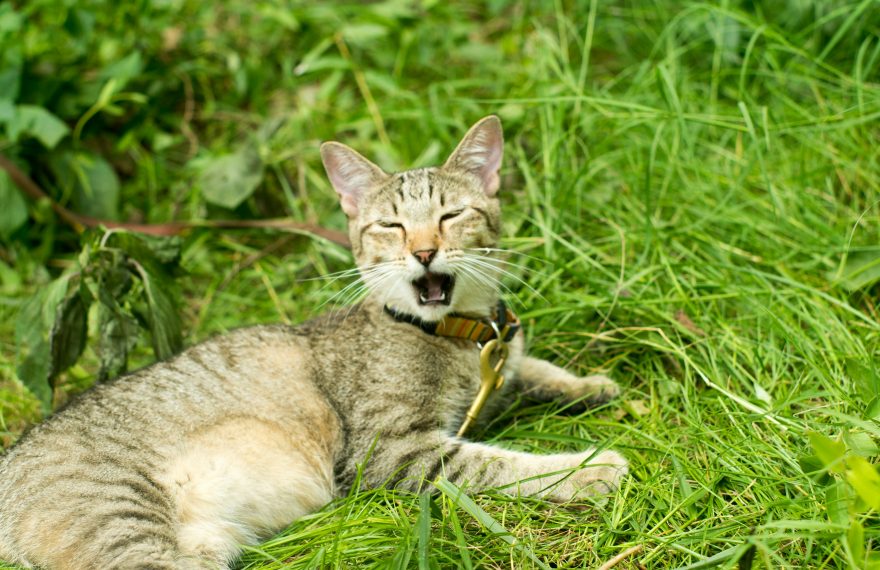 Bir kedi çimenlerin arasında esniyor